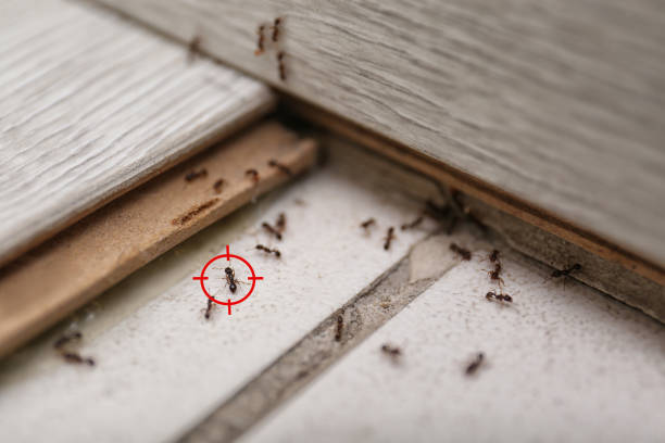 Best Pest Removal Services  in Hillcrest, CA