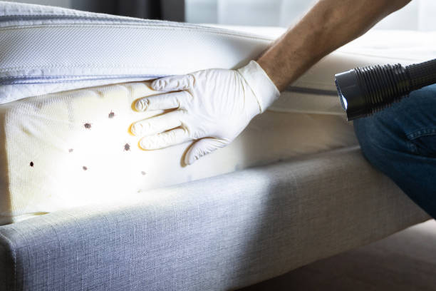 Best Exterminator Services  in Hillcrest, CA