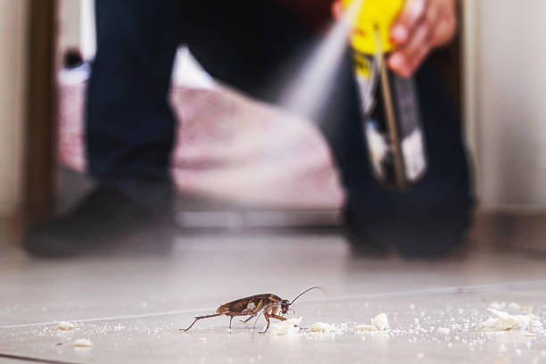 Best Pest Control Near Me  in Hillcrest, CA