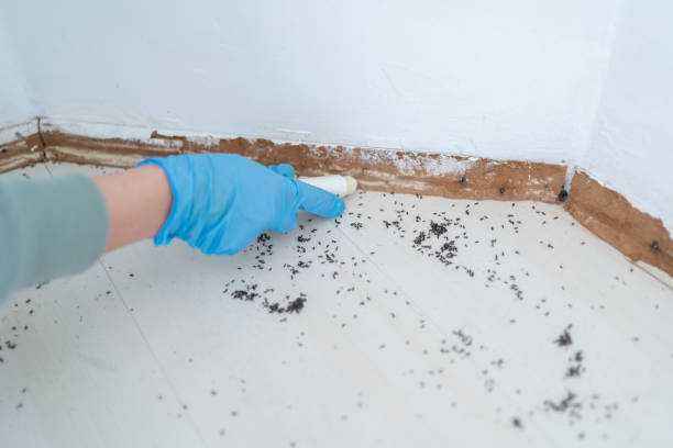 Best Bed Bug Extermination  in Hillcrest, CA